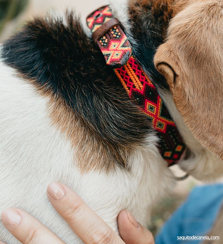 collares para perros originales