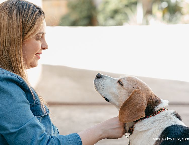 collares para perros originales